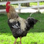 1253853_rooster_-_galo
