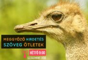 benzin helyett dízel téves tankolás live